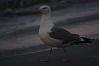 08.08.2014 20:35:32
August 2014
Ostsee-Fotos