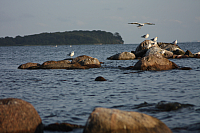 09.08.2014 19:35:36
August 2014
Ostsee-Fotos